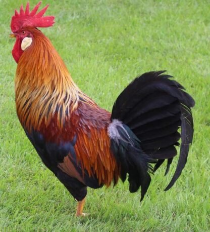 সোনালি মুরগি