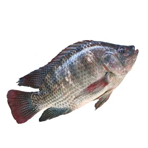 বড় তেলাপিয়া মাছ