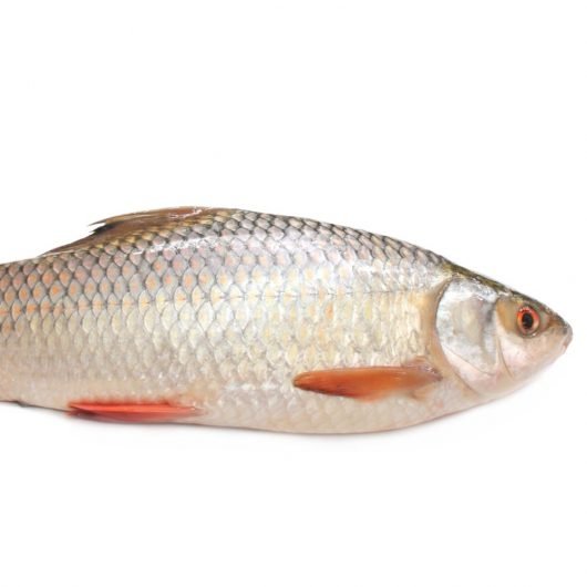 রুই মাছ
